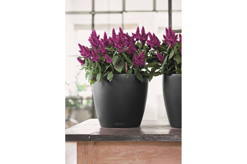 Lechuza 421438 Planter Classico Color 43 All-in-one Slate 13244