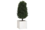 Vidaxl 810560 Garden Planter White 60x60x60 Cm Solid Pinewood