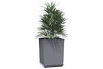 Vidaxl 364185 Planters 4 Pcs Dark Grey 30x30x37 Cm Polypropylene