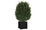 Vidaxl 810542 Garden Planter Black 40x40x40 Cm Solid Pinewood