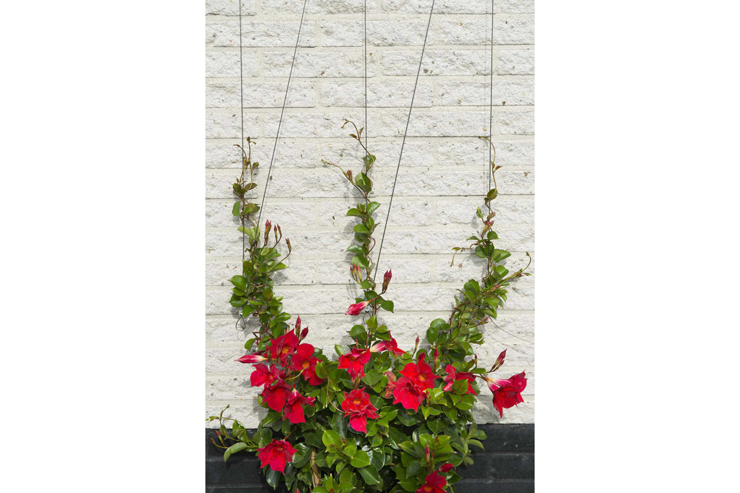 Nature 419738 Wire Trellis Set For Climbing Plants 6040760