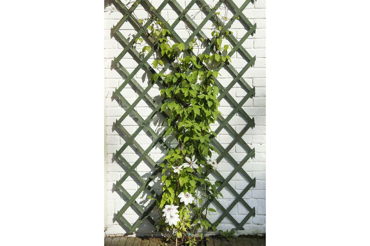 Nature 276940 2 Pcs Garden Trellises Wood Green 50x150 Cm