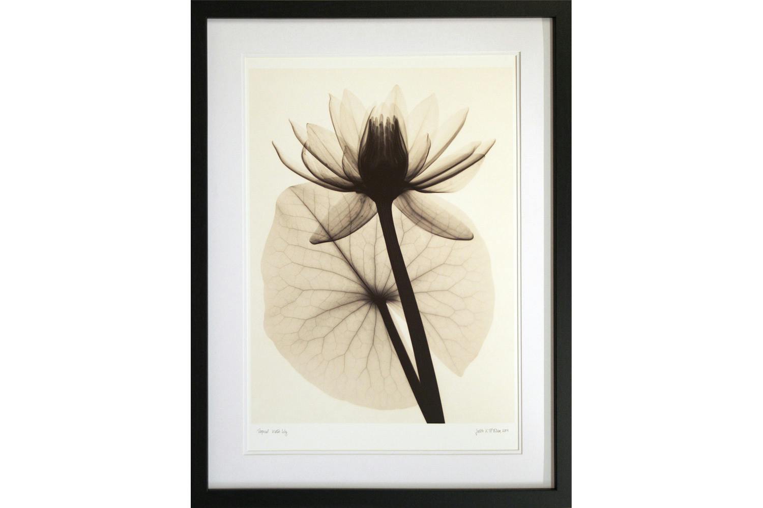 Tropical Water Lily Framed Print