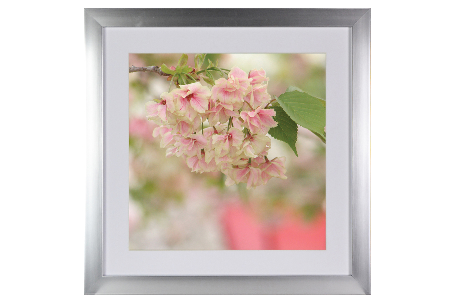 Blossom Ii. Printed Art | 50x50cm