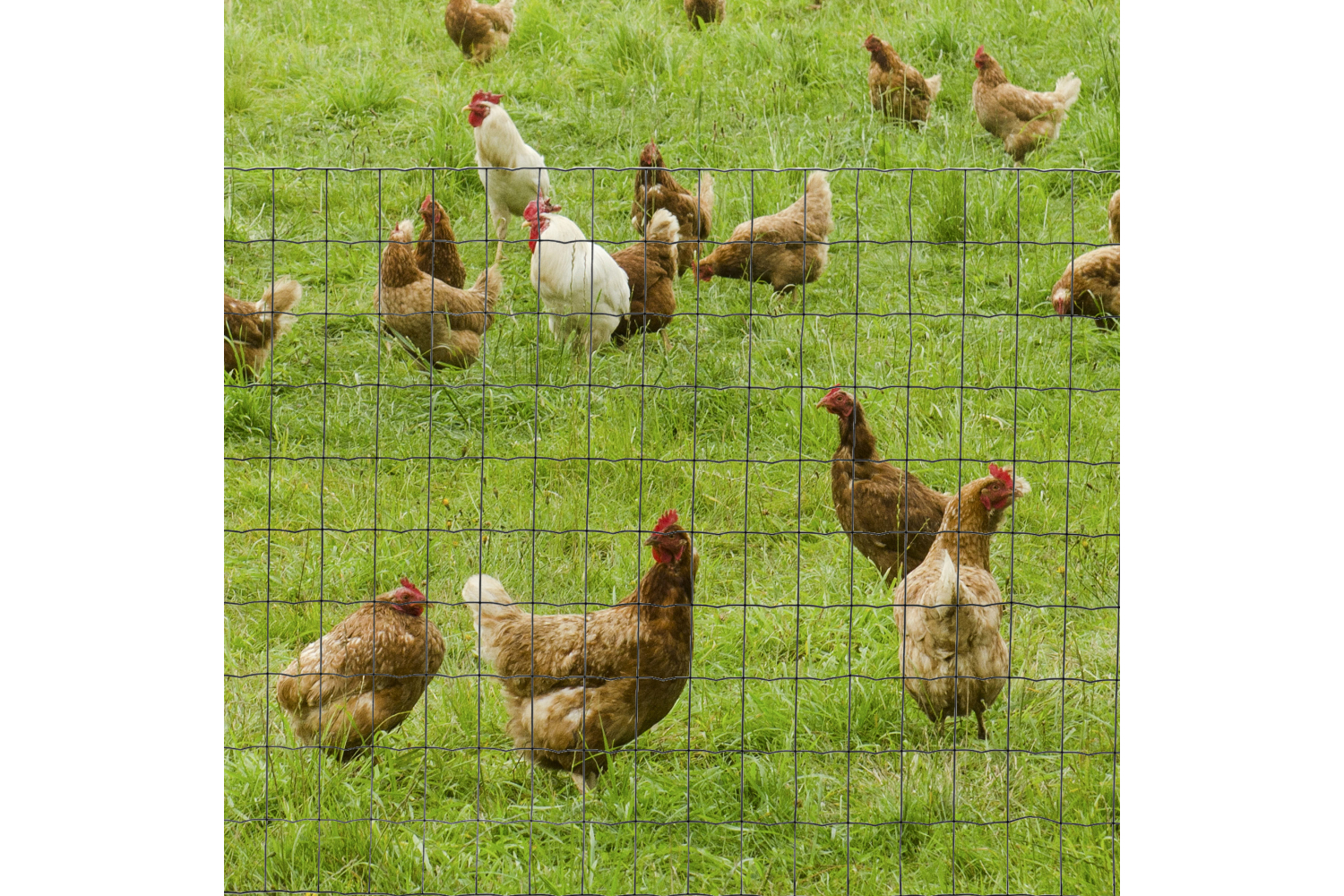 PawHut D06-135 Foldable PVC Coated Welded Garden Fence | Green