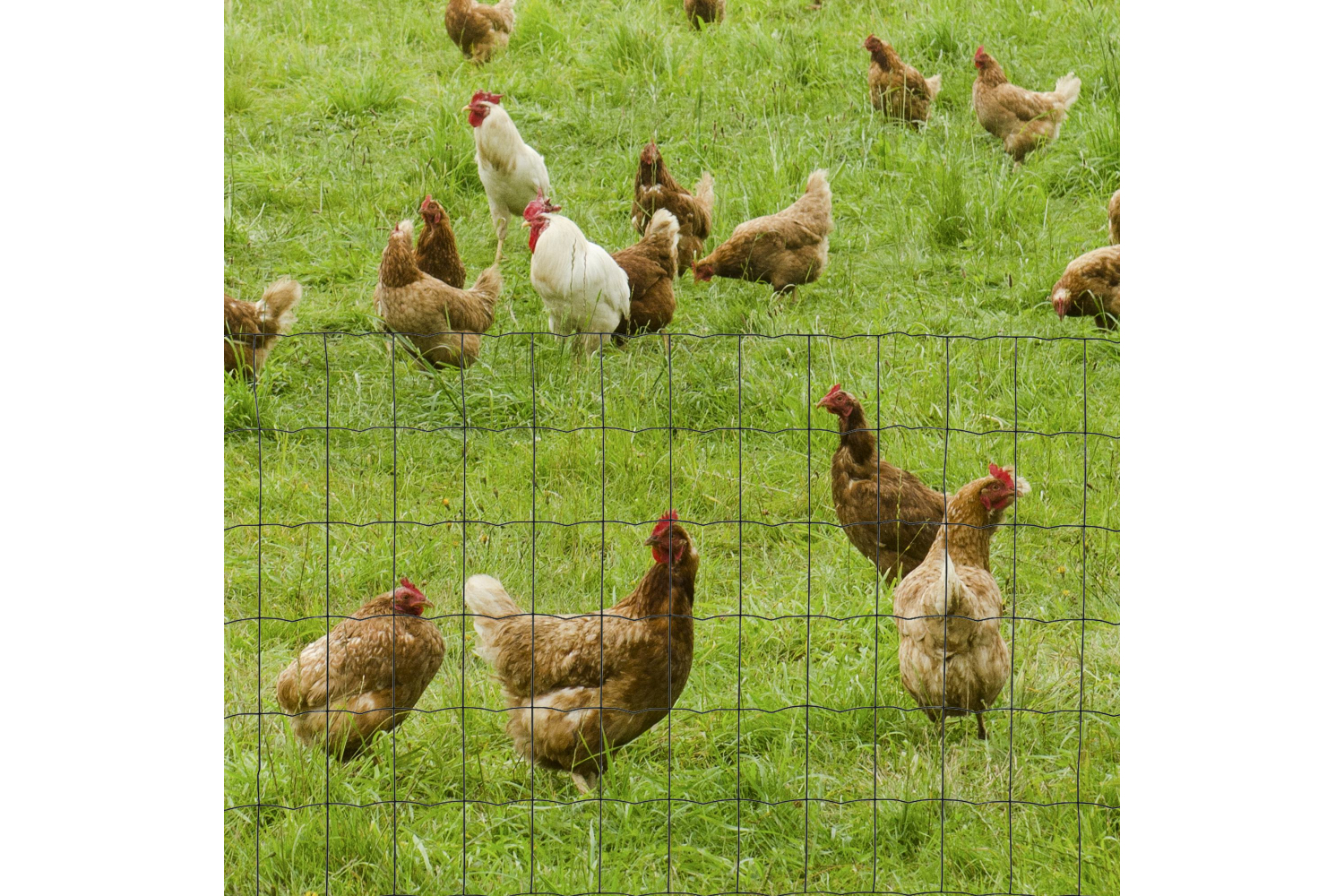 Pawhut D06-136 Foldable PVC Coated Welded Garden Fence | Green