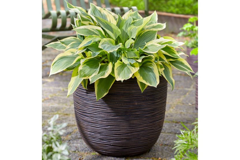 Capi 434840 Egg Planter "nature Rib" 43x41 Cm Dark Brown