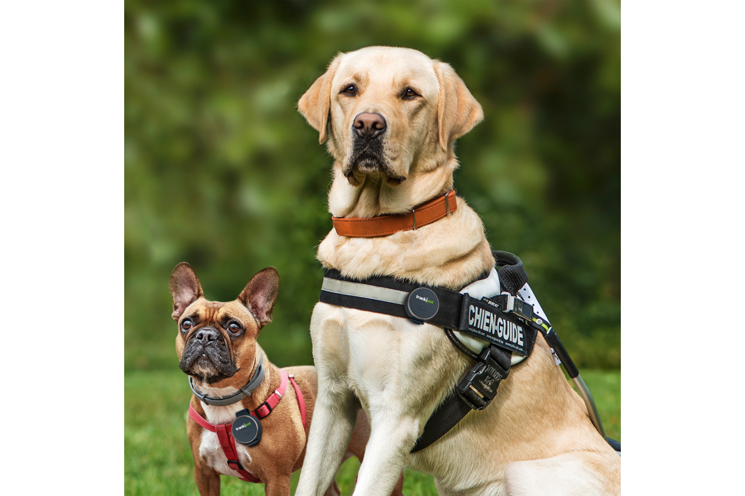 TrackiPet E71021417 4G Dog Tracker