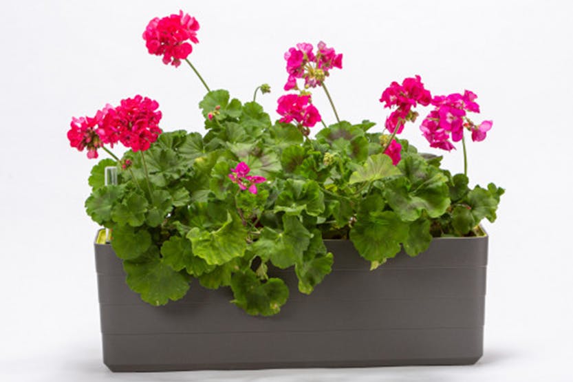 Plastia Berberis Flower Box | Grey & Green | 60cm