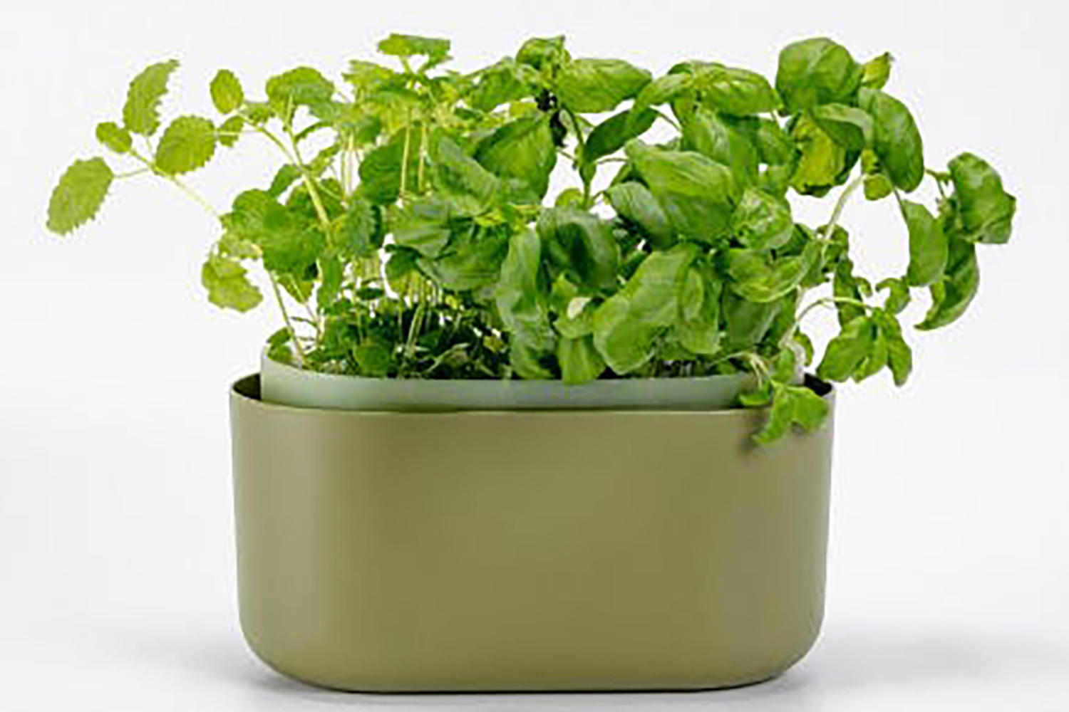 Plastia Tolita Flower Box | Green | 16.6cm