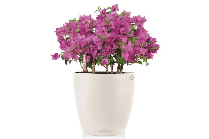 Lechuza Planter Classico Color 28 All-in-one White High Gloss 13190