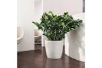 Lechuza Planter Classico Color 28 All-in-one White High Gloss 13190