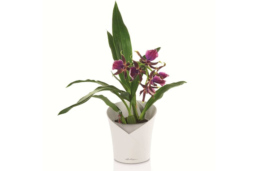 Lechuza 425623 Planter Orchidea All-in-one Matt White