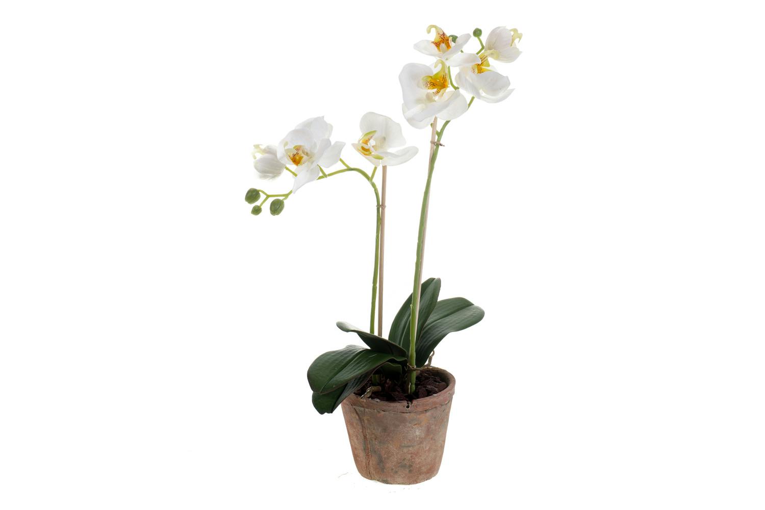 Phalaenopsis Plant Pot | 56 cm