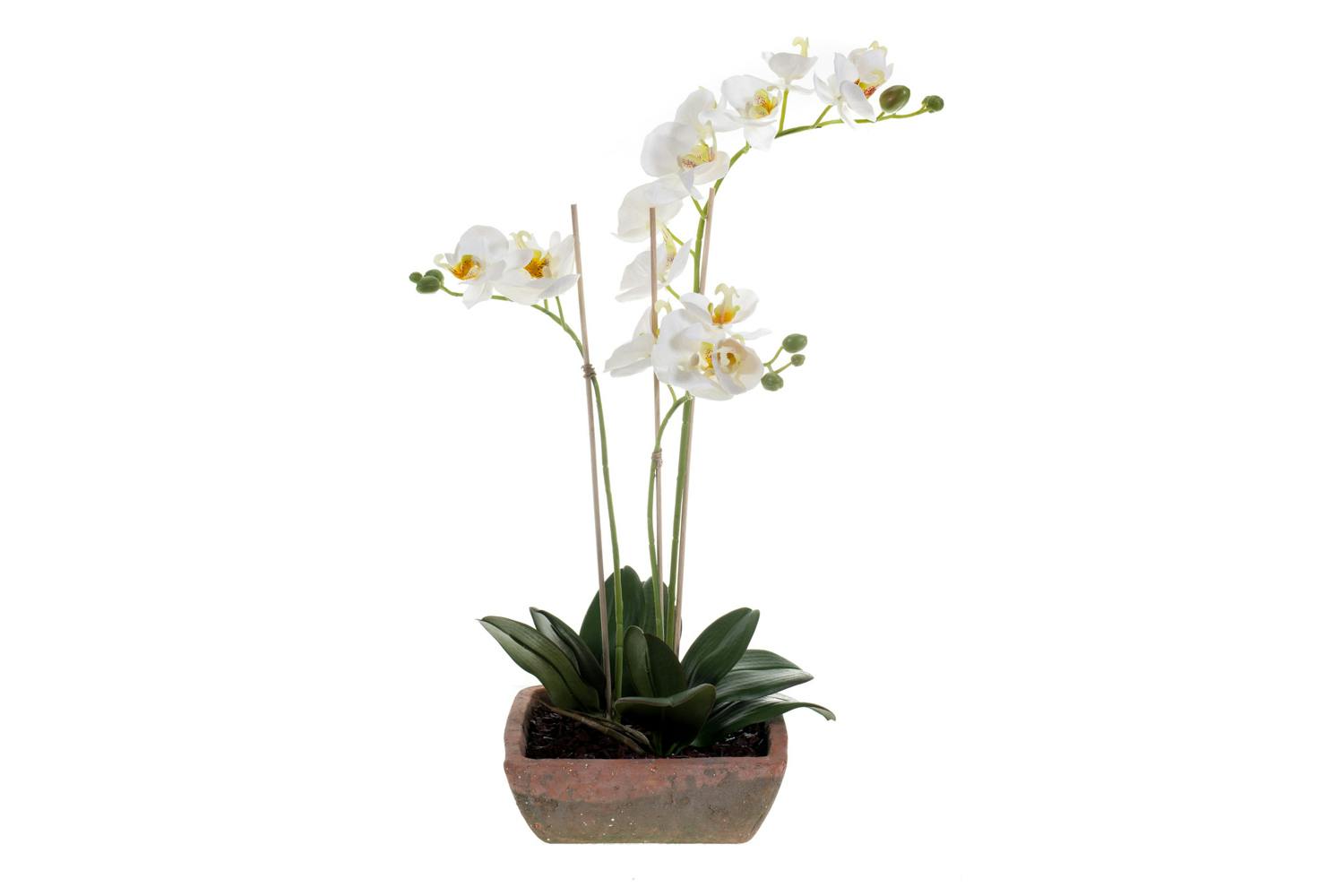 Phalaenopsis Plant Pot | Set of 3
