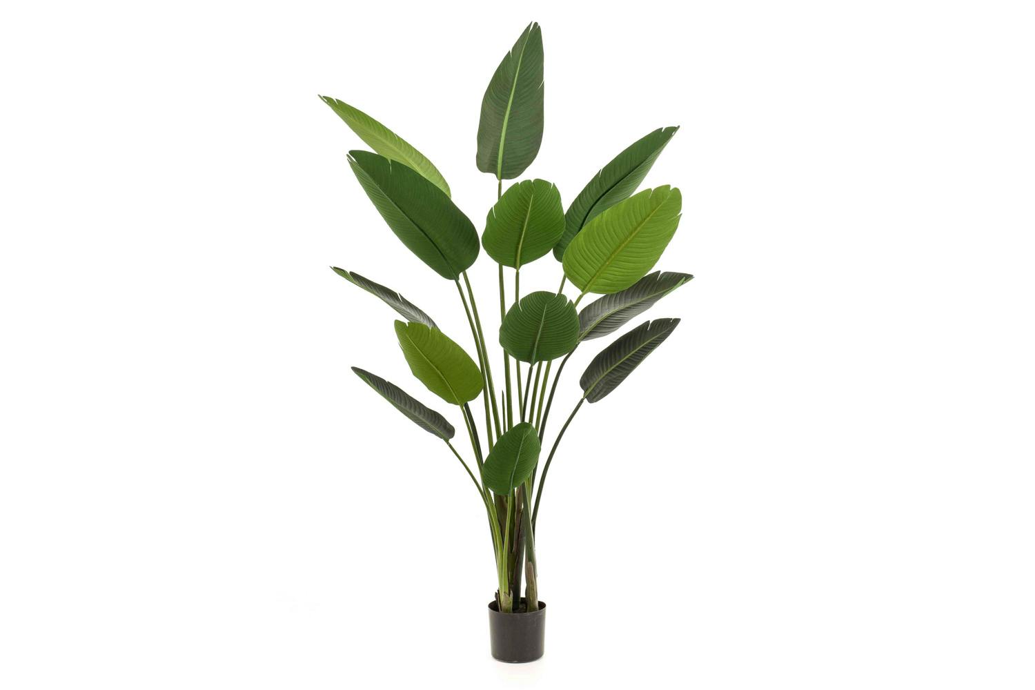 Strelitzia | Artificial Plant | 190 cm