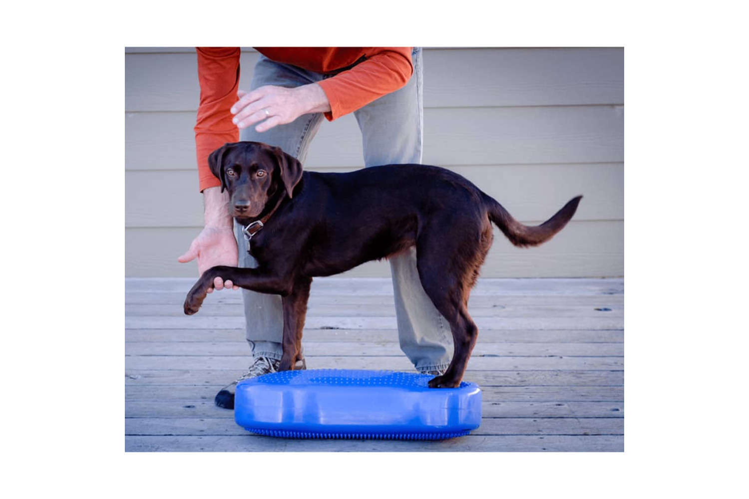 Fitpaws 411440 Pet Balance Platform K9fitbone Pvc Sky Blue | Ireland