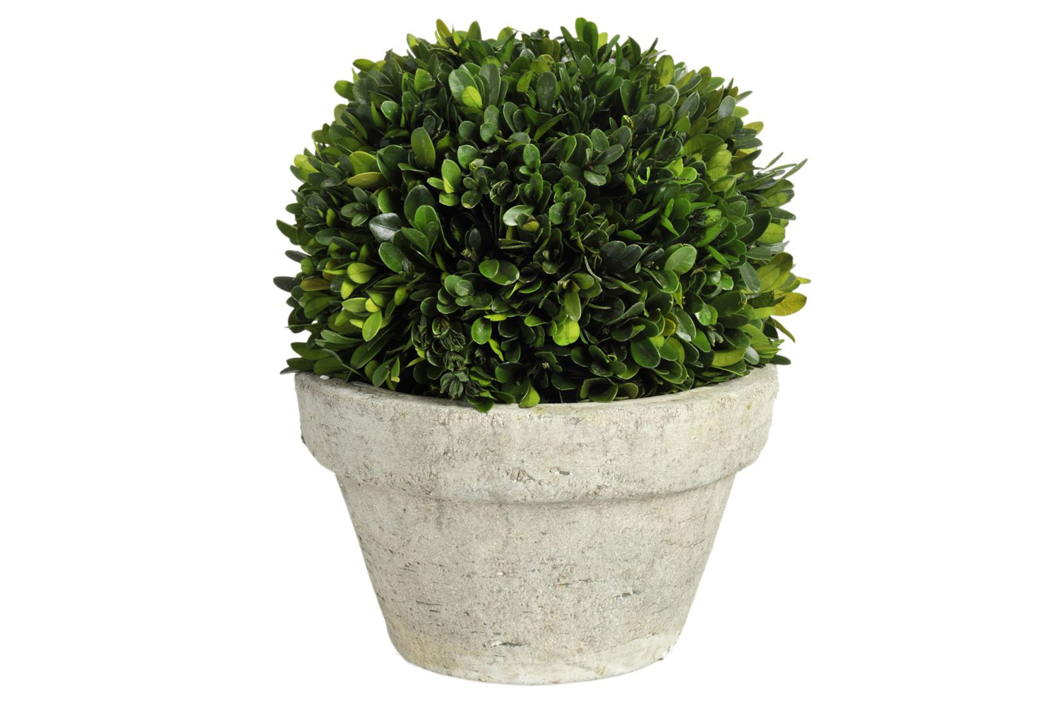 Buxus Green Ball Plant Pot Large - 