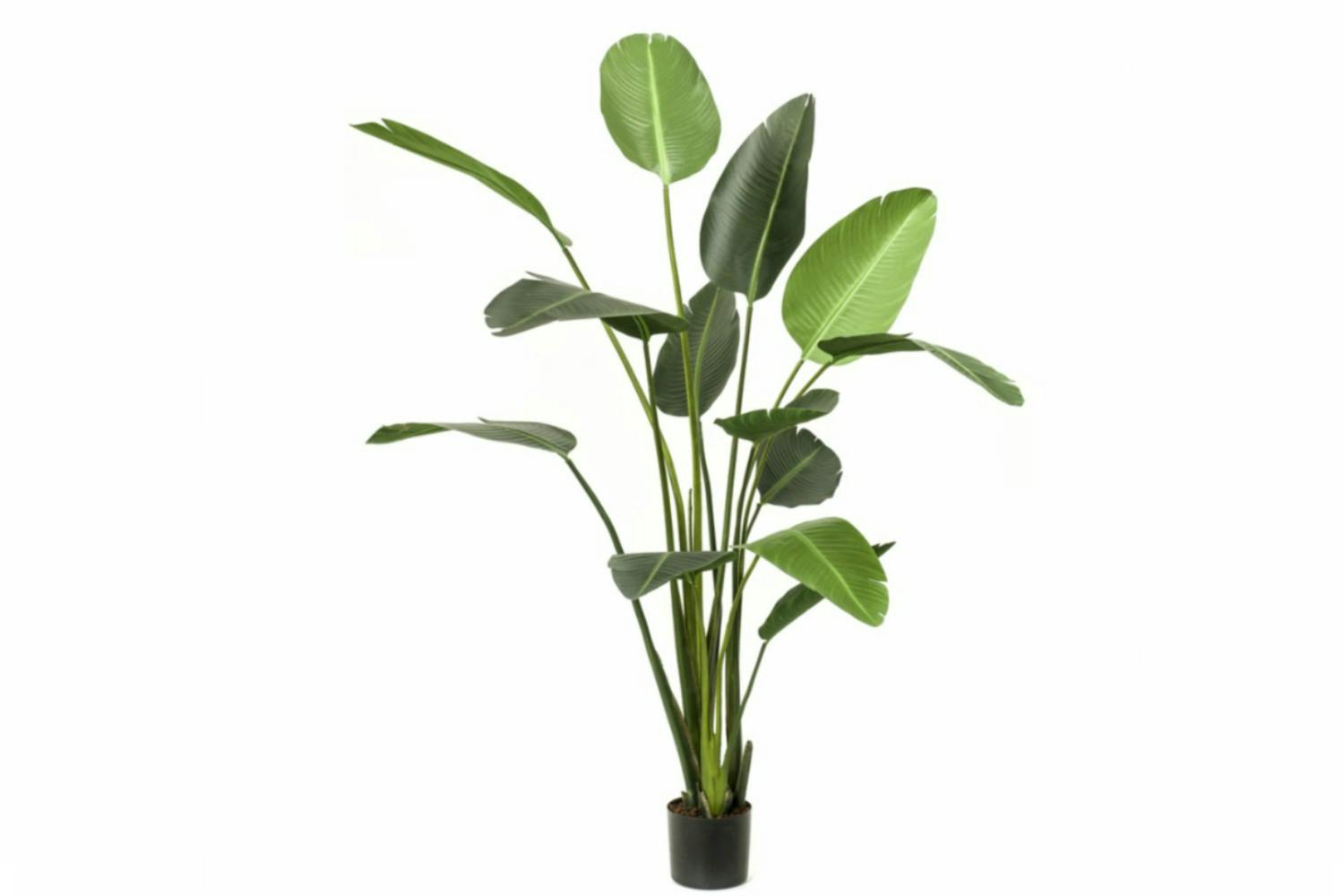 Strelitzia | Artificial Plant | 230 cm