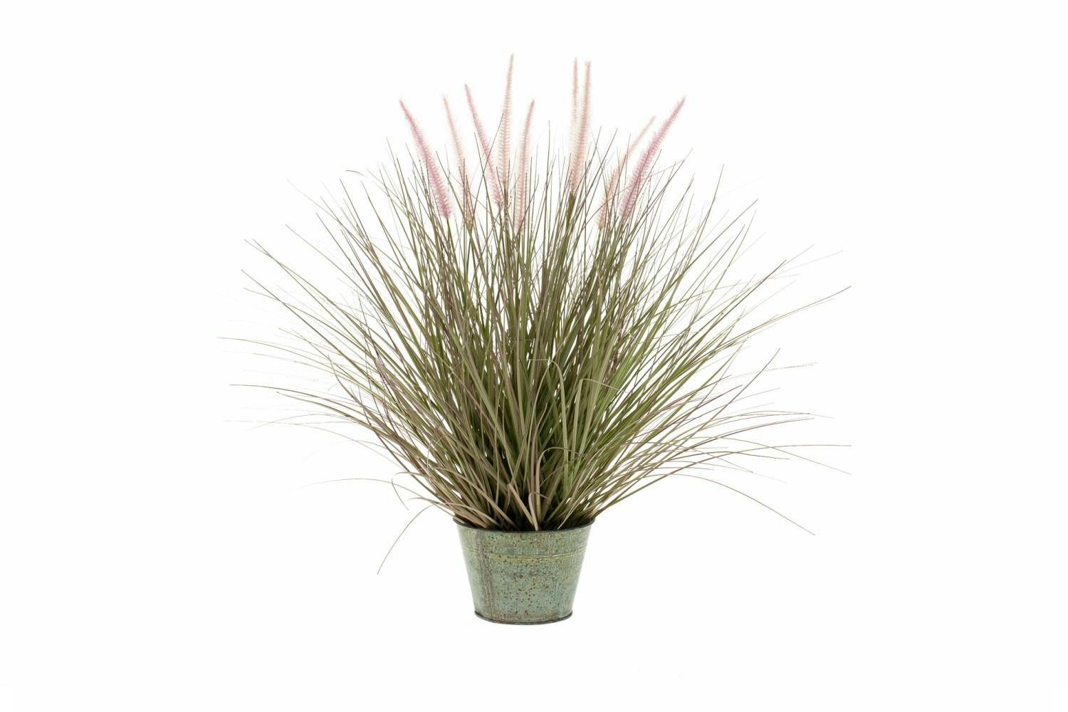 Pennisetum Grass In Zinc Pot