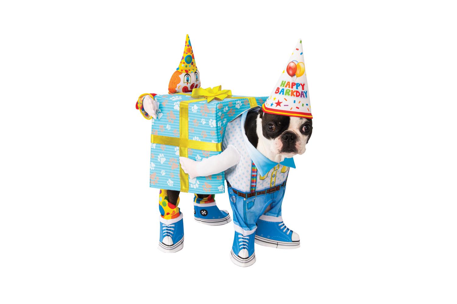 Rubies | Rb-200549-m | Birthday Carry Pet Costume M