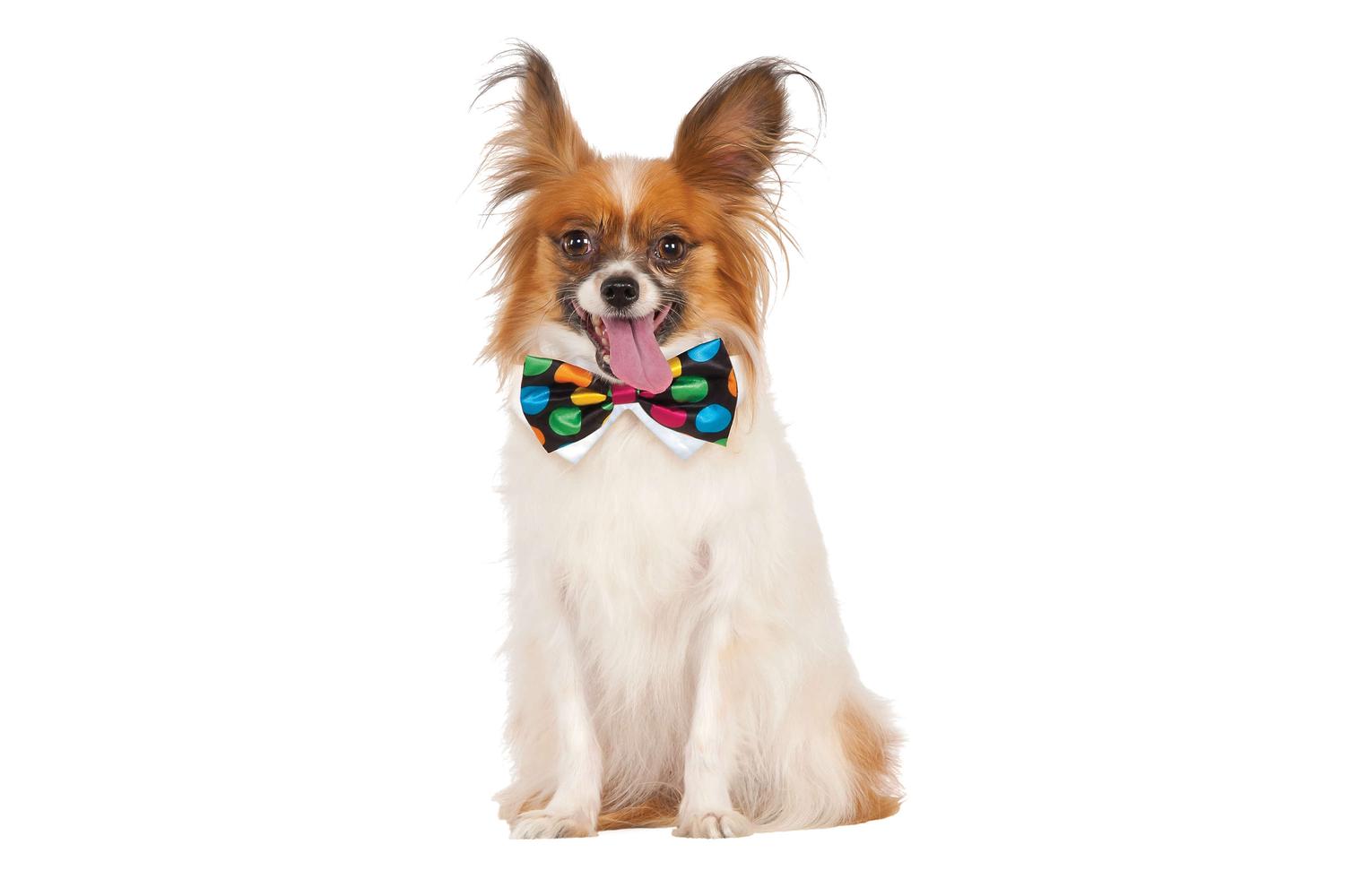 Rubies | Rb-580404-l-xl | Halloween Polka Dot Bowtie Pets L-xl