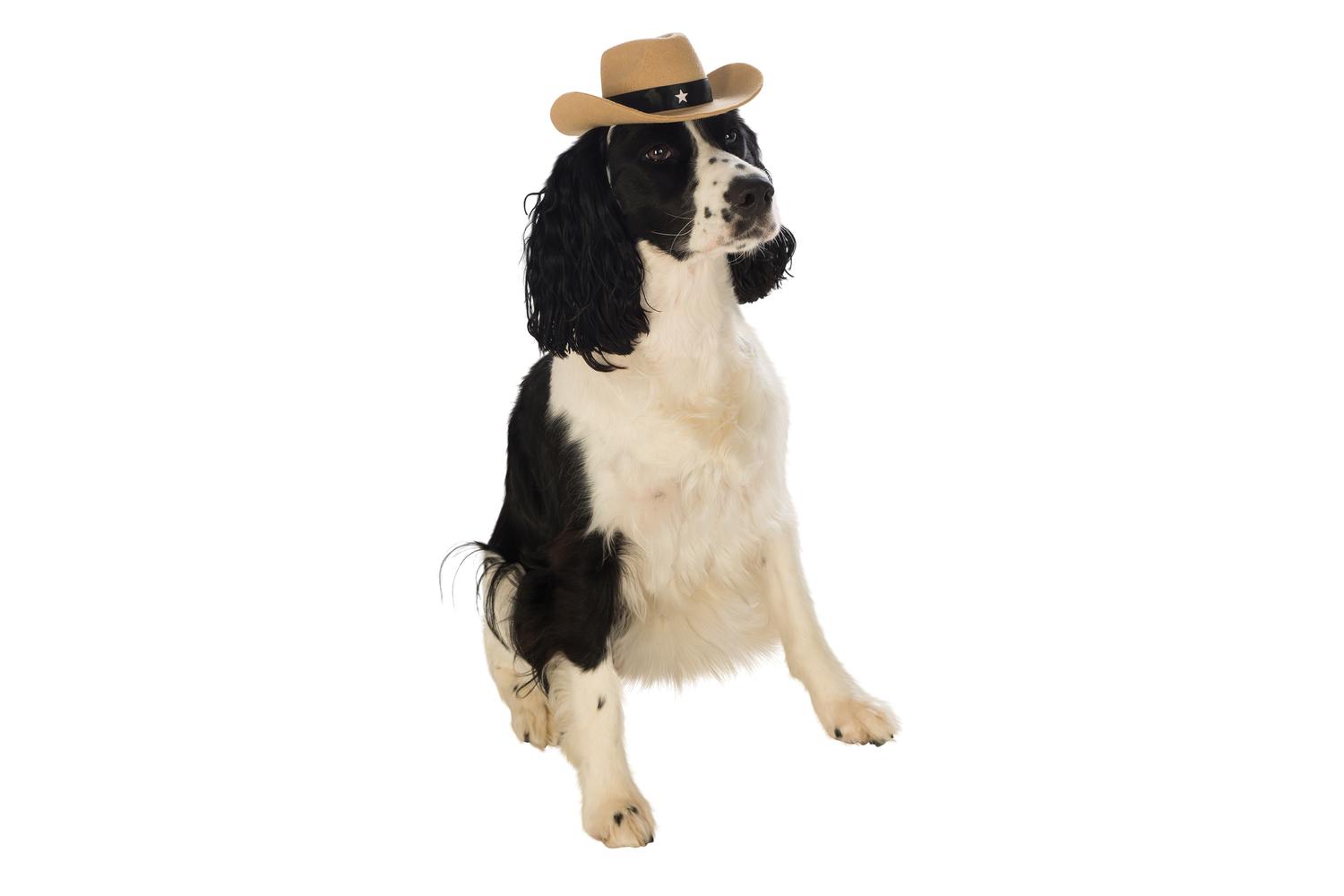 Rubies | Rb-886865-s-m | Brown Cowby Hat Pet Costume S-m