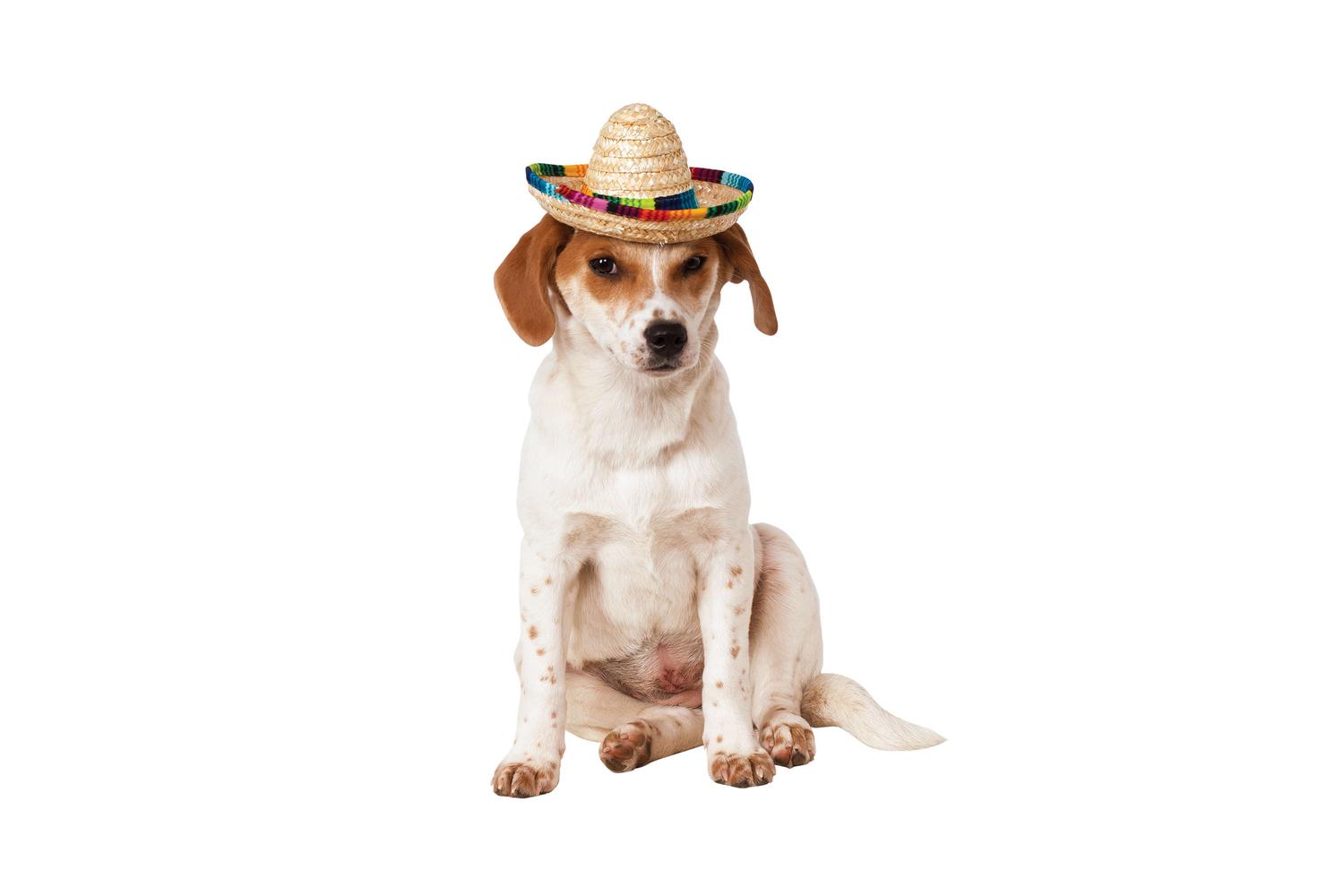 Rubies | Rb-888594-s-m | Multi Colour Sombrero Pet Costume S-m