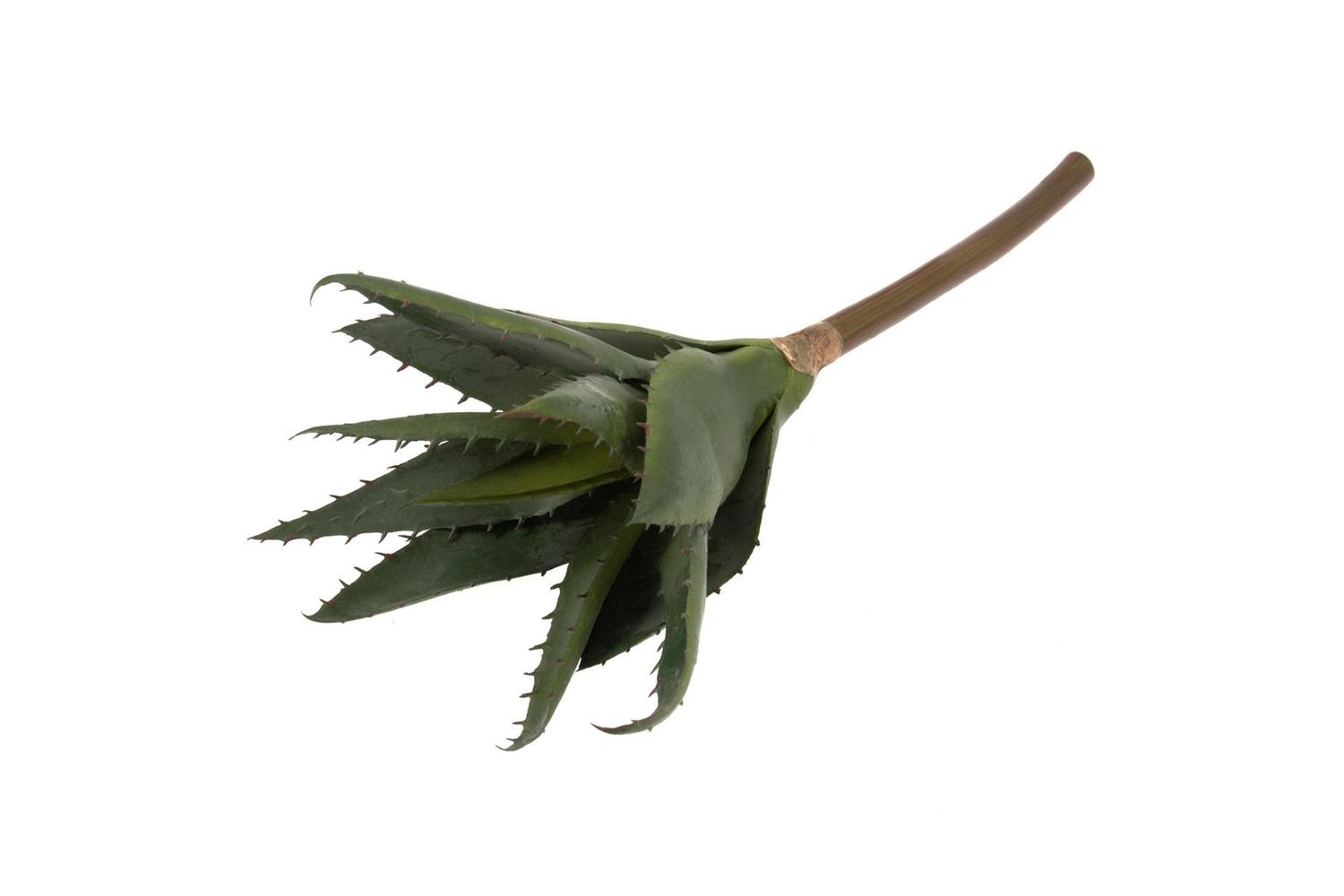 Occasions Gro-f7228 - Slent Aloe 30cm - Succulent Aloe 31 X 